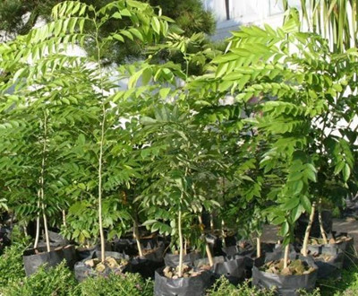 黄花梨木树苗价格