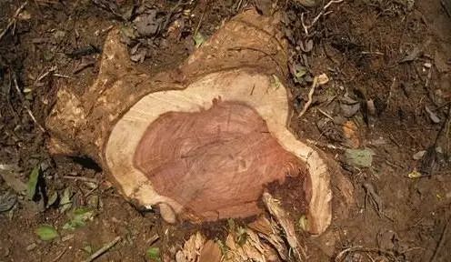 黄花梨家具为什么那么值钱呢？