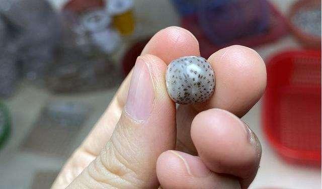 细数引发潮流的文玩，红木保持前三，它却一跃成为热门