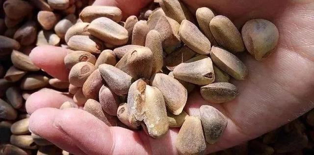 建议收藏！低成本也能撸文玩，20块钱照样能盘出红润包浆！ 