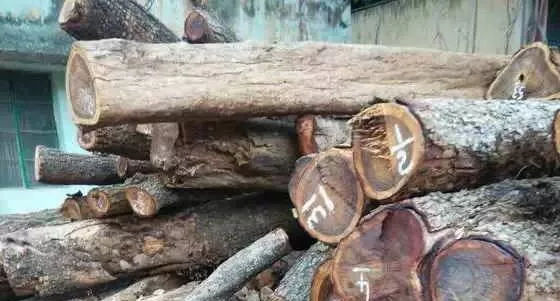 人工林小叶紫檀与野生林小叶紫檀的区别 