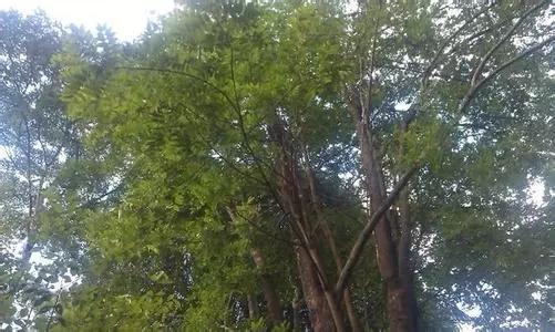 你的小叶紫檀手串是人工林做的吗？ 