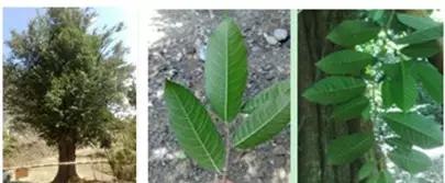 海南黄花梨、大叶黄花梨与白酸枝的对比。 